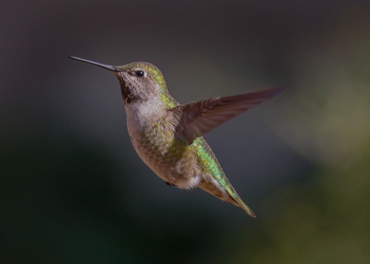 Anna's Hummingbird - ML614248695