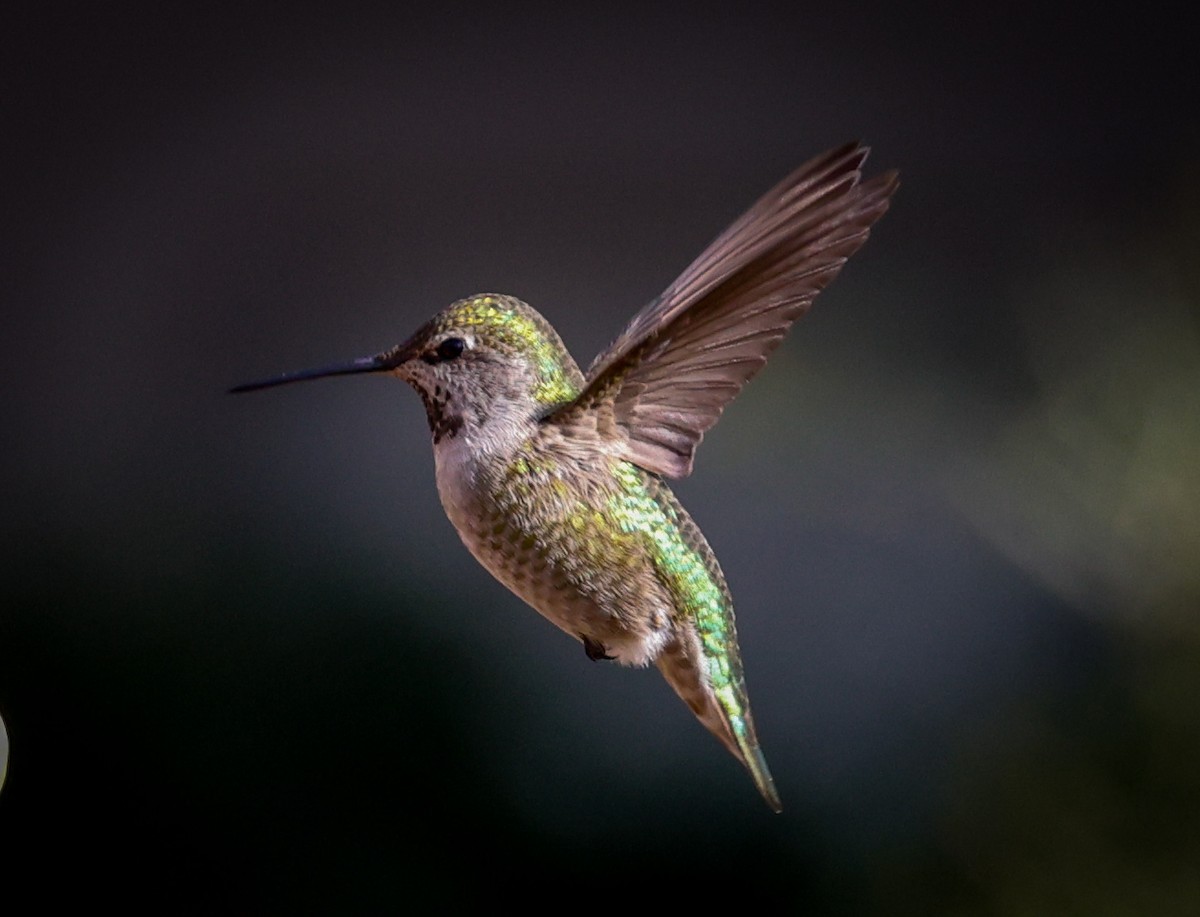 Anna's Hummingbird - ML614248696