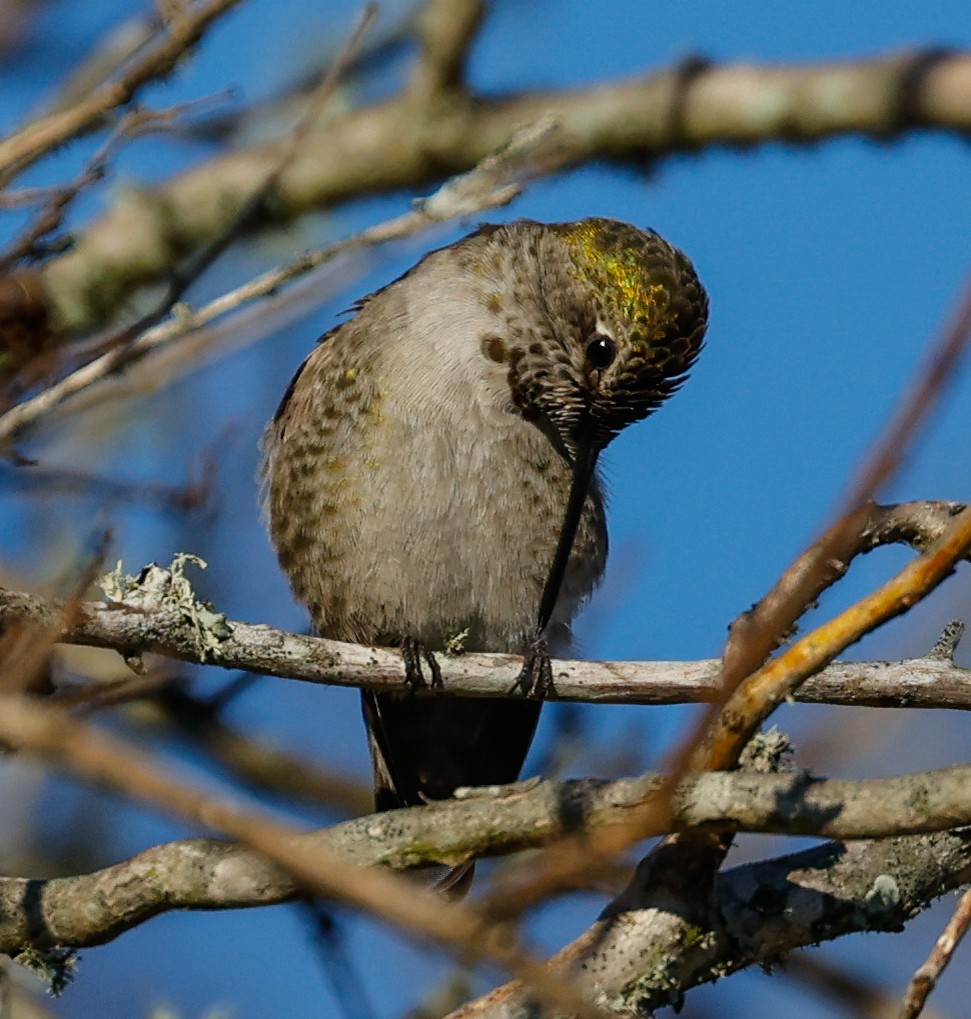 Anna's Hummingbird - ML614248697