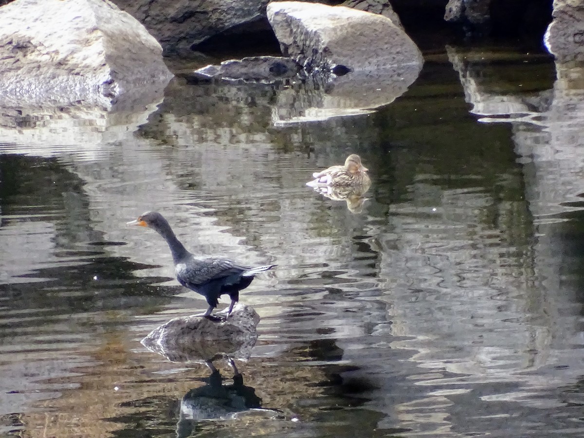Double-crested Cormorant - ML614248771