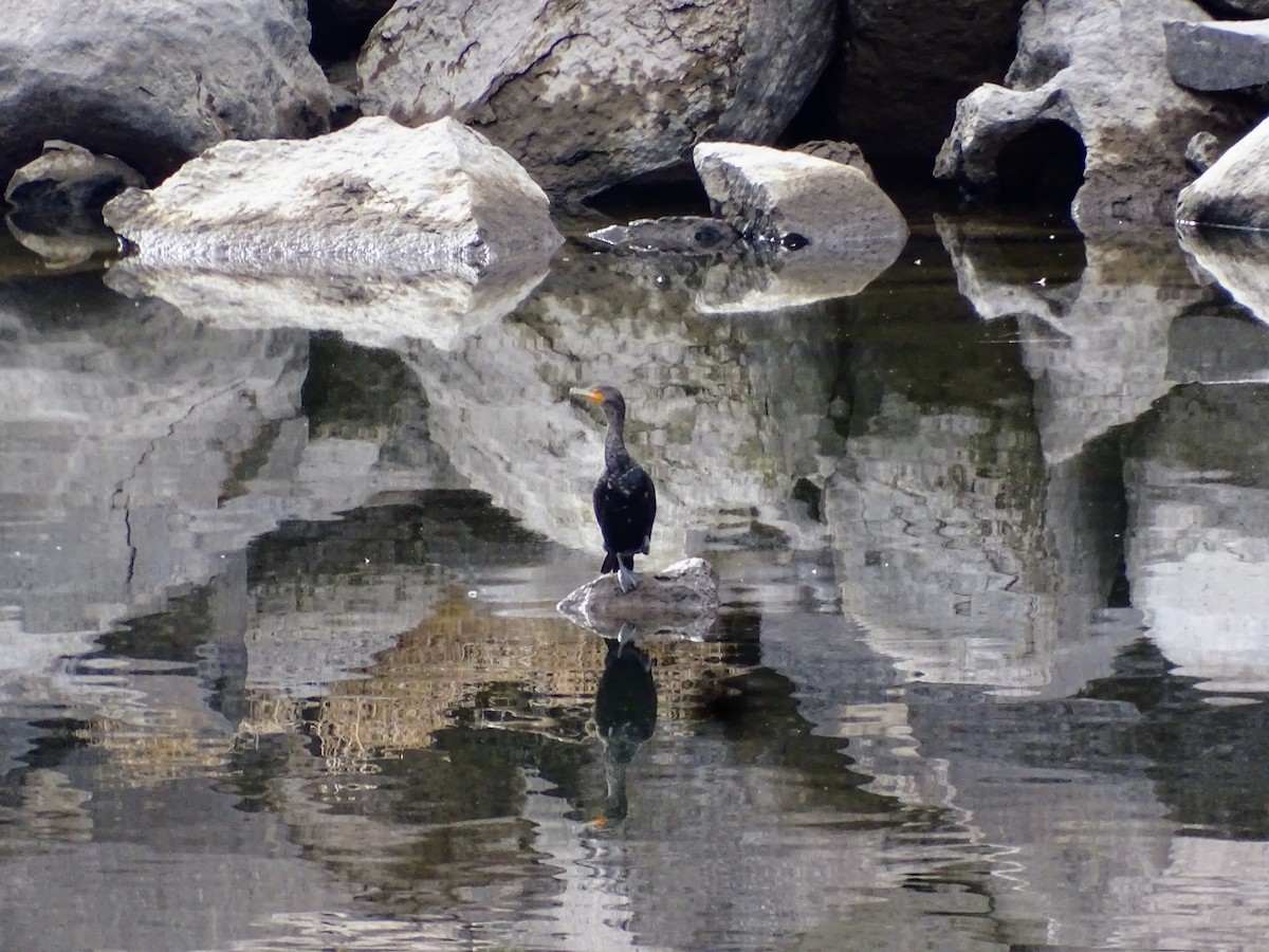 Double-crested Cormorant - ML614248772