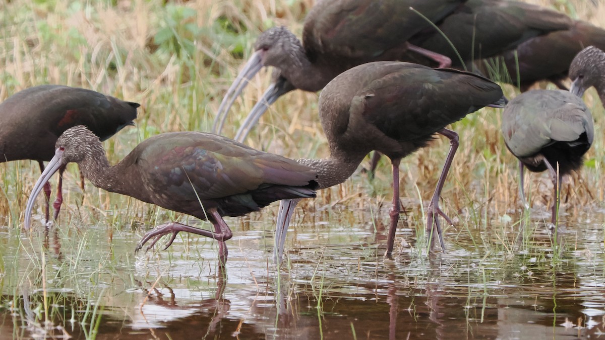 White-faced Ibis - ML614248789