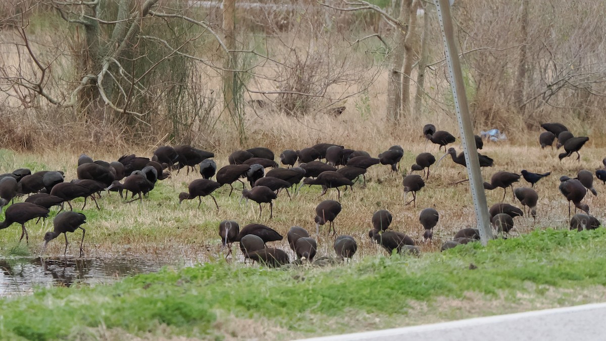 White-faced Ibis - ML614248808