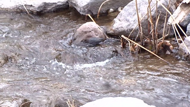 American Dipper - ML614248814