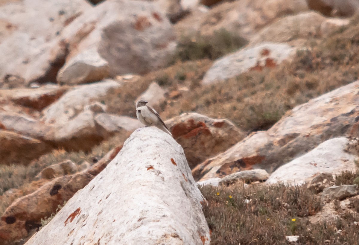 Black-winged Snowfinch - ML614248855