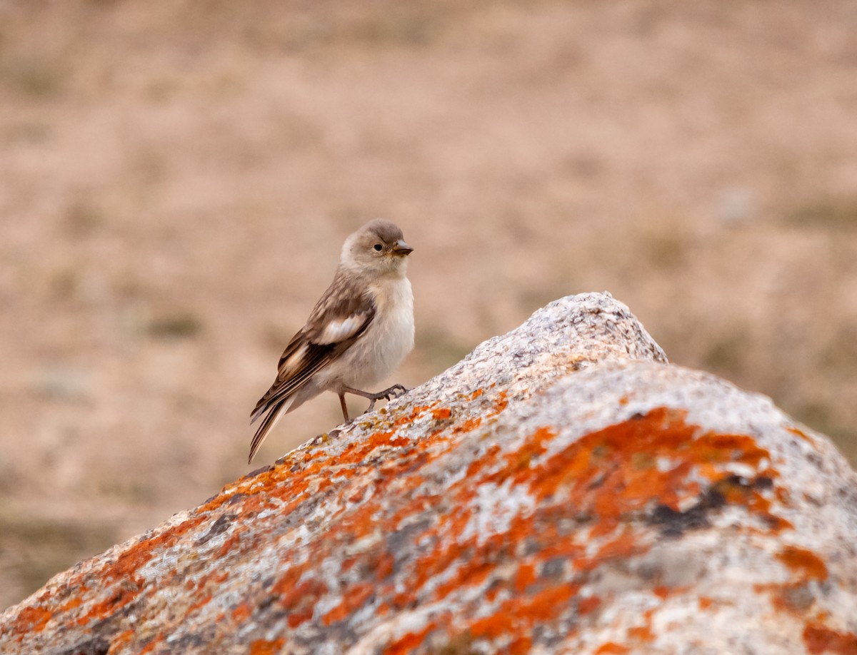 Black-winged Snowfinch - ML614248856