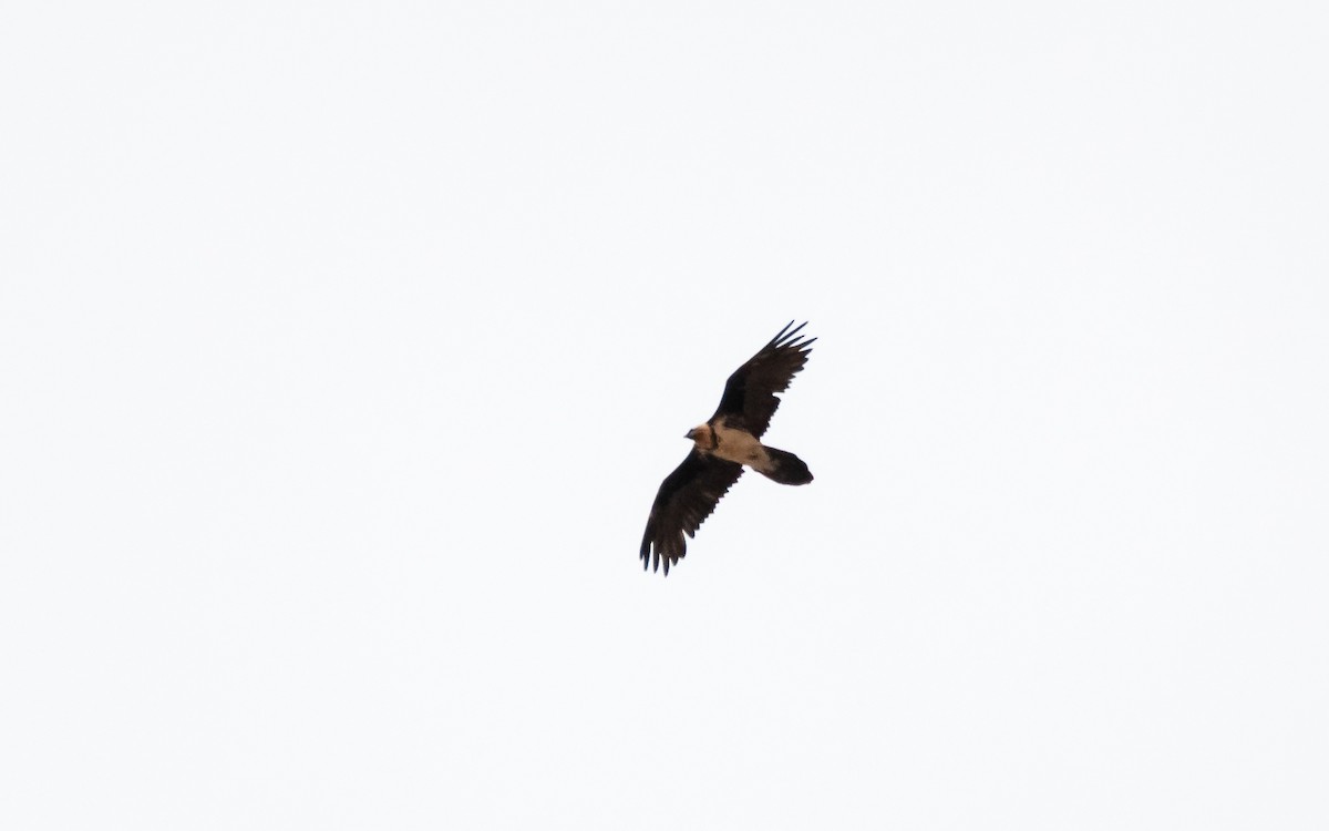 Bearded Vulture - ML614248945