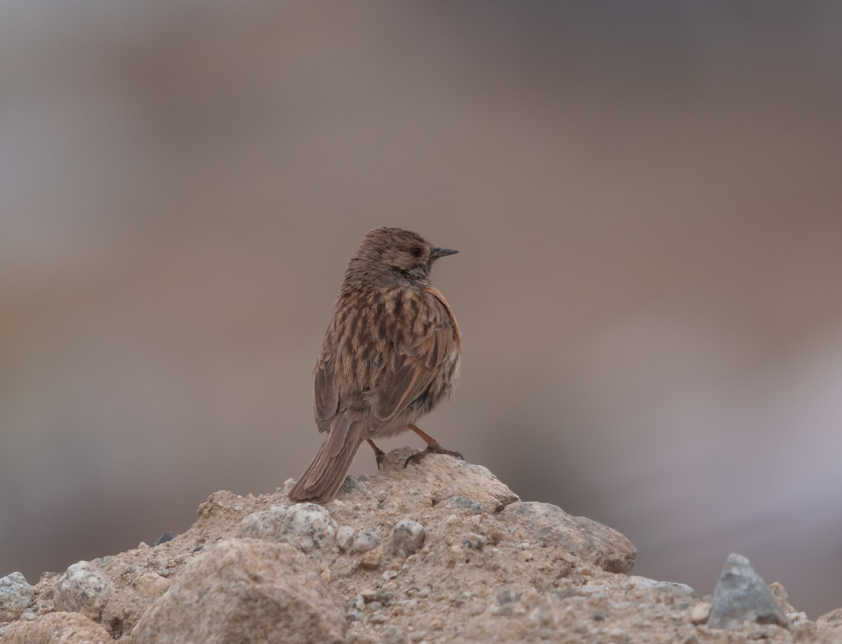 Robin Accentor - ML614248953