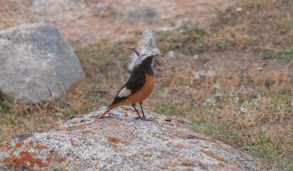 White-winged Redstart - ML614248956