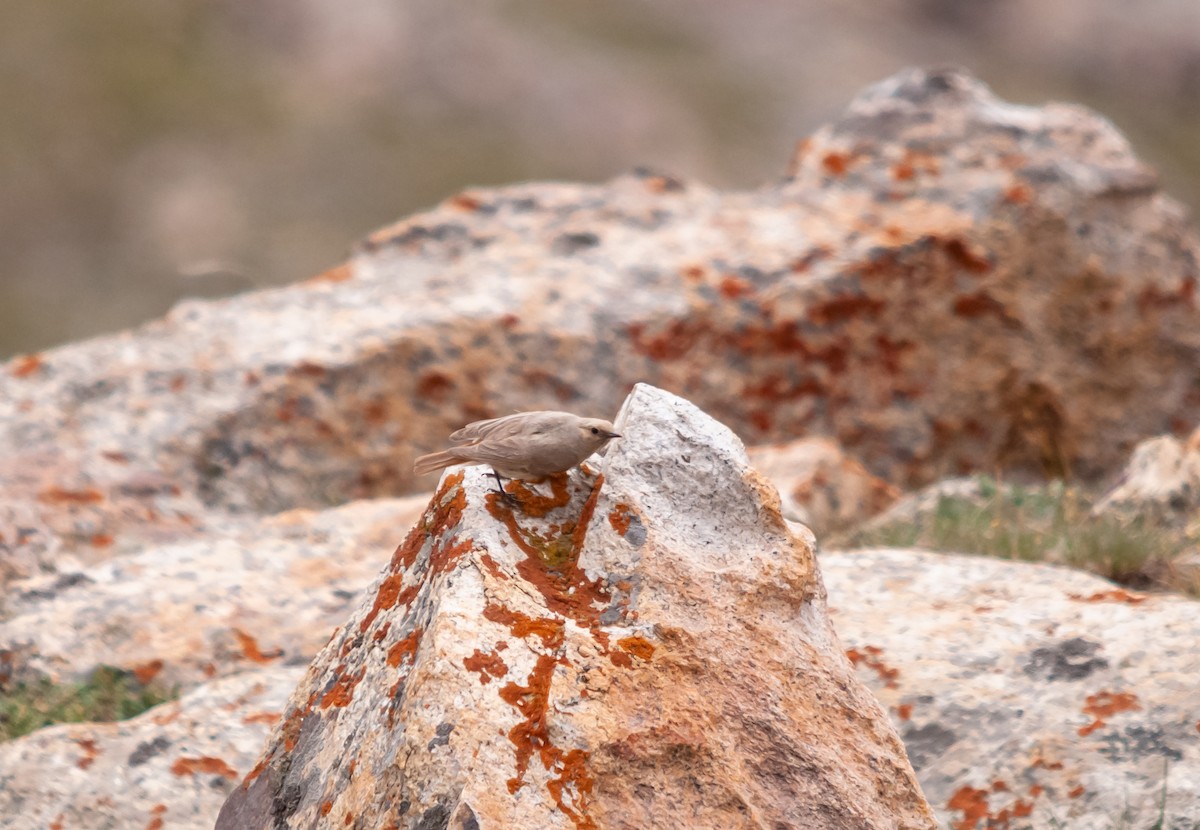 White-winged Redstart - ML614248957