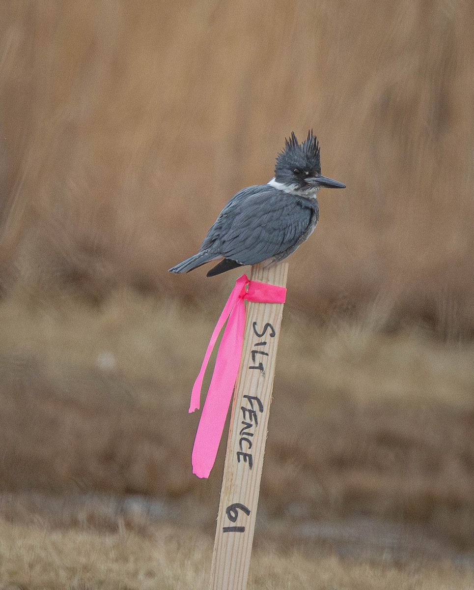 Belted Kingfisher - ML614248968