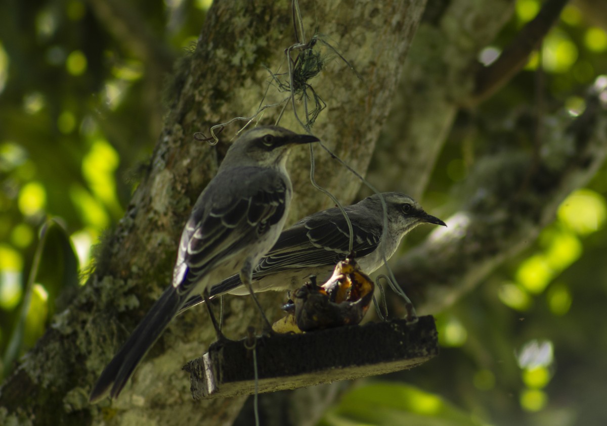 Tropical Mockingbird - ML614248976