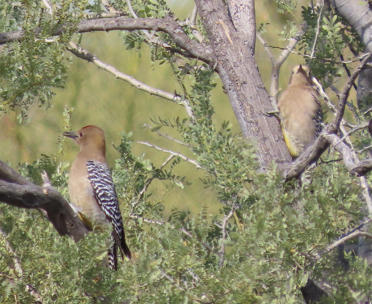 Gila Woodpecker - Byron Greco