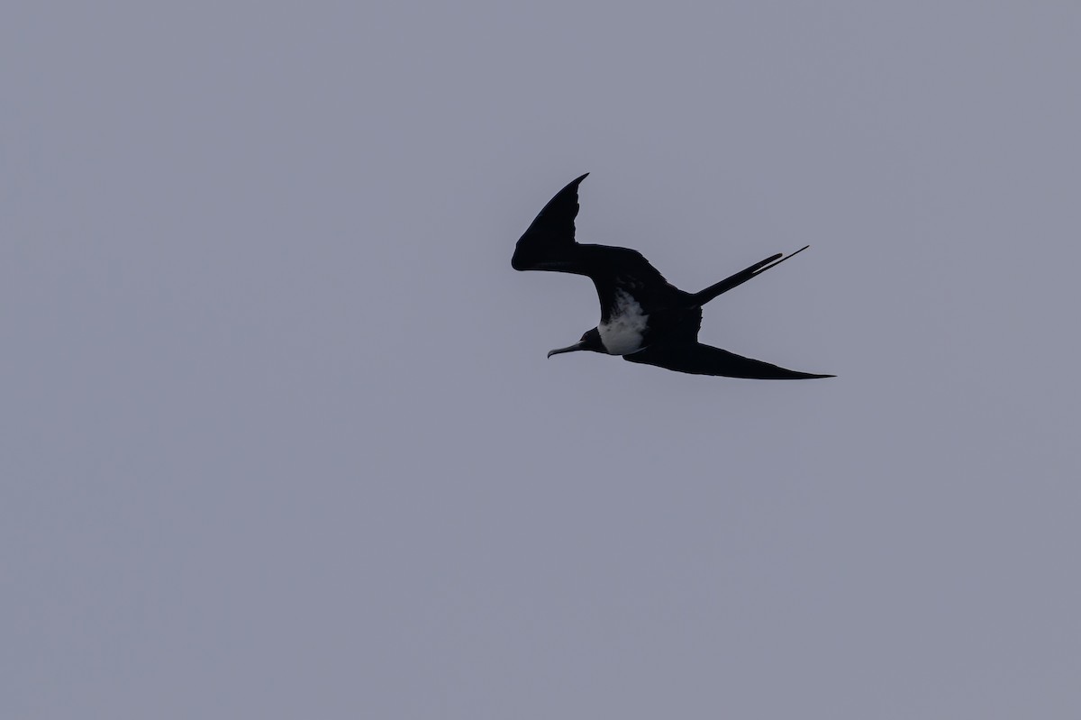 Lesser Frigatebird - Stephen Davies