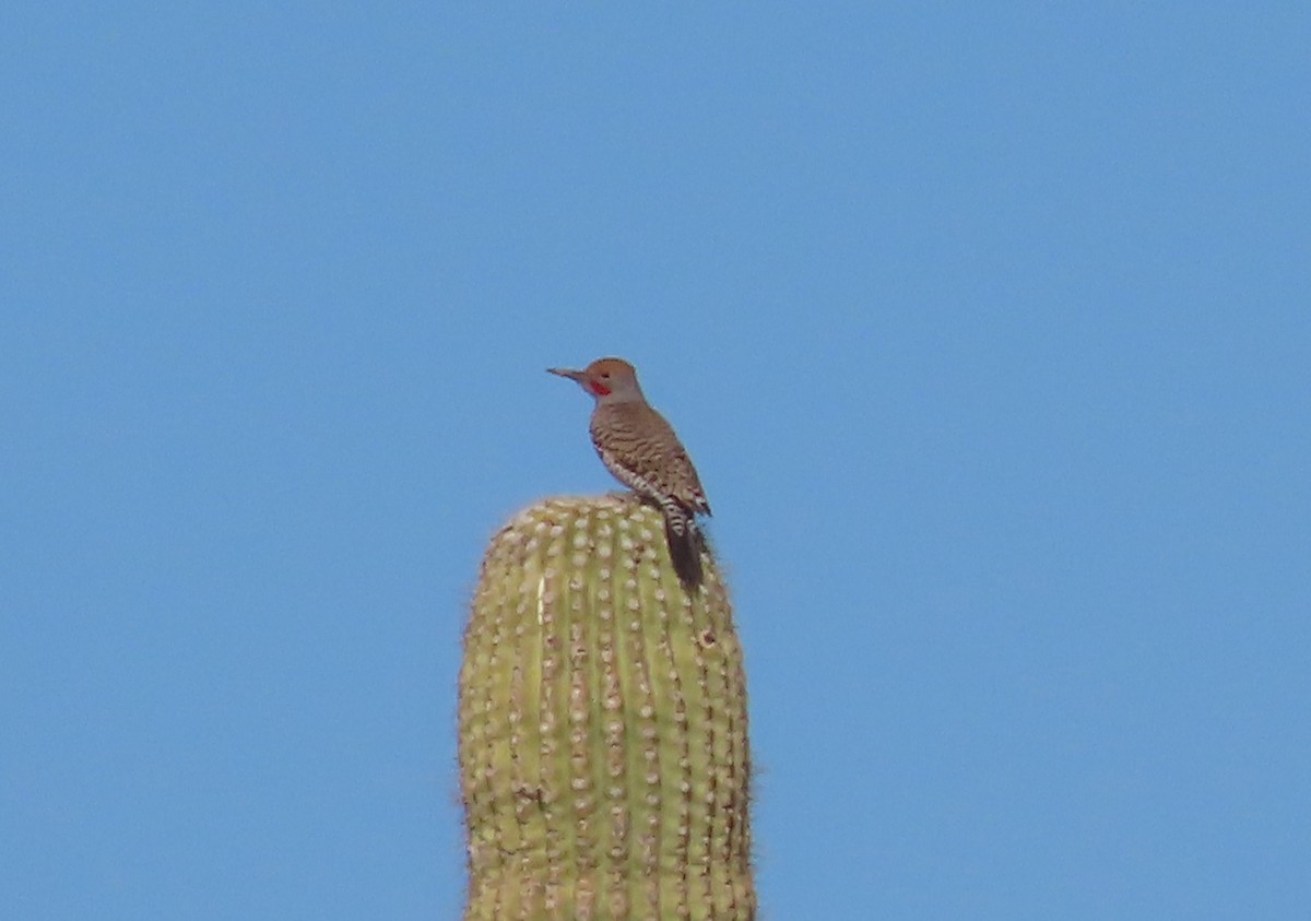 Gilded Flicker - Byron Greco