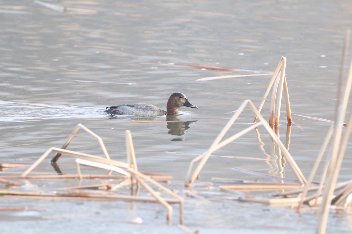 Common Pochard - Herman Viviers