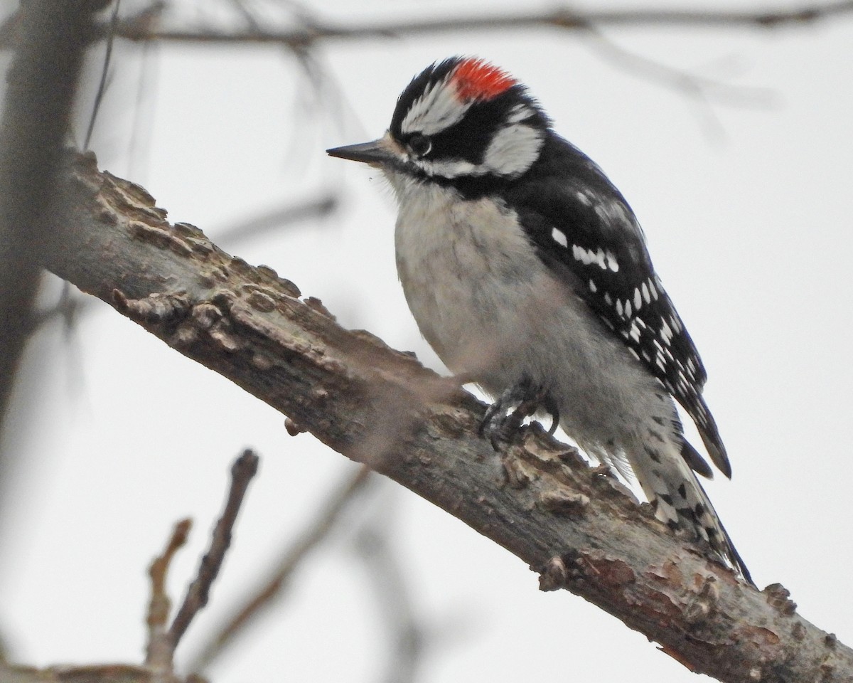 Downy Woodpecker - ML614249338