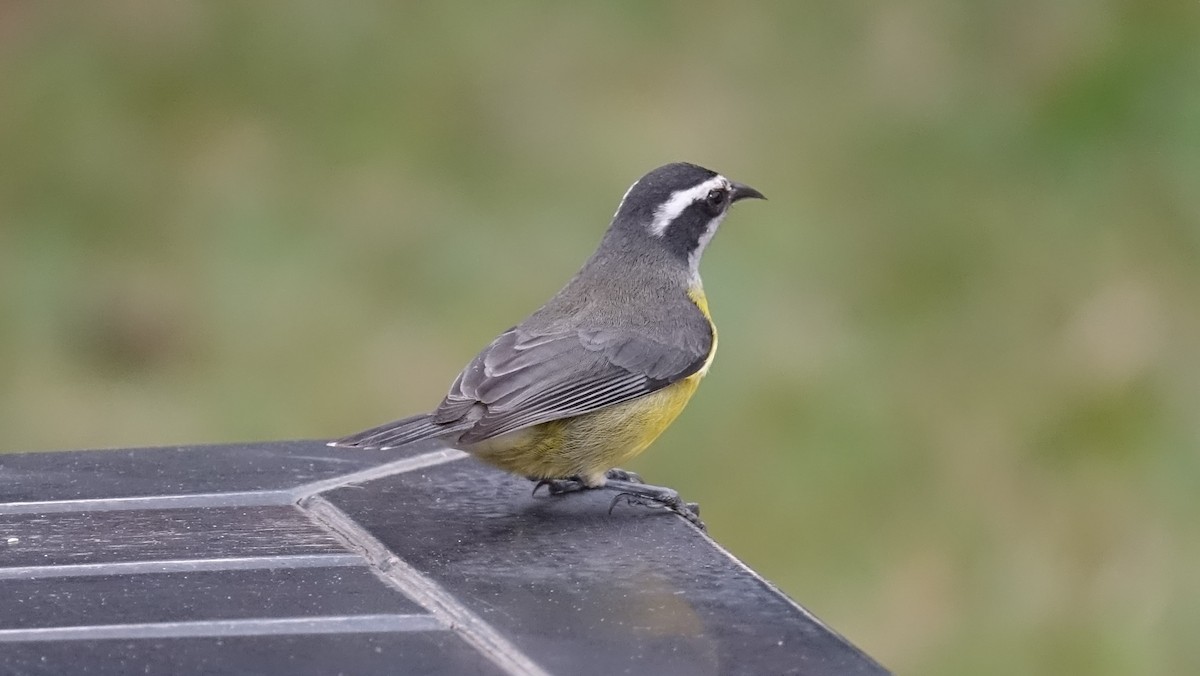 Bananaquit - Denis Trepanier