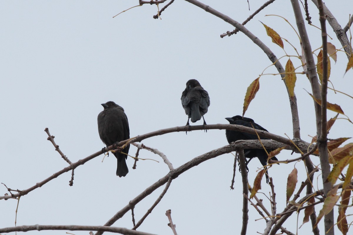 Bronzed Cowbird - ML614249466