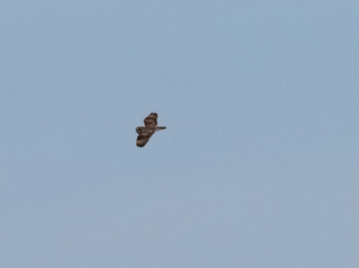 Short-eared Owl - Blake Mann