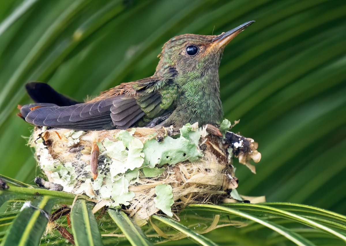 Rufous-tailed Hummingbird - ML614249560