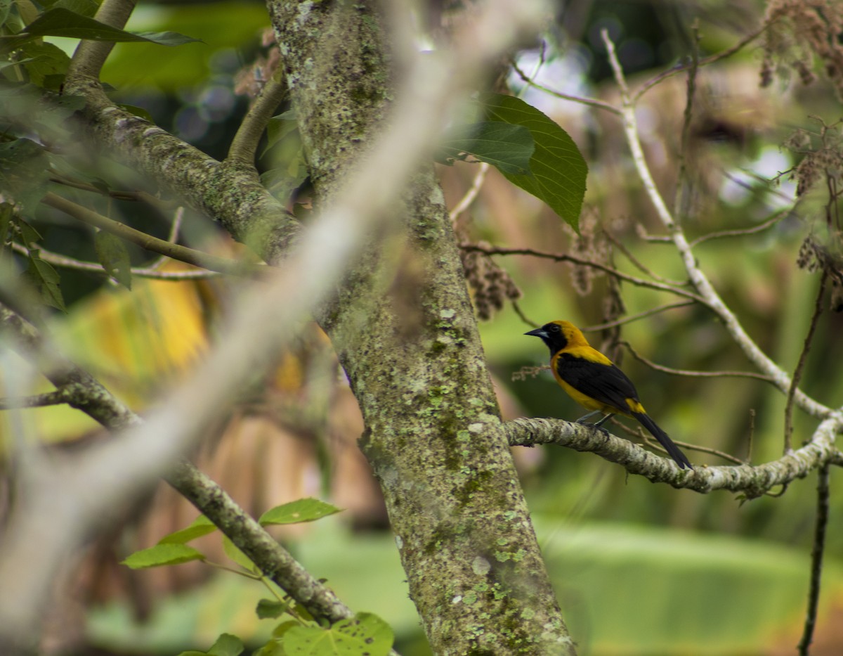 Yellow-backed Oriole - ML614249575