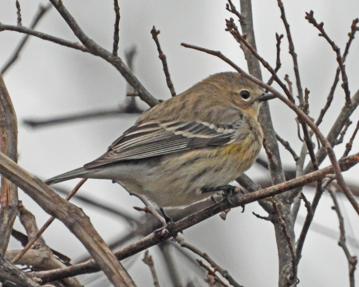 Yellow-rumped Warbler - ML614249628