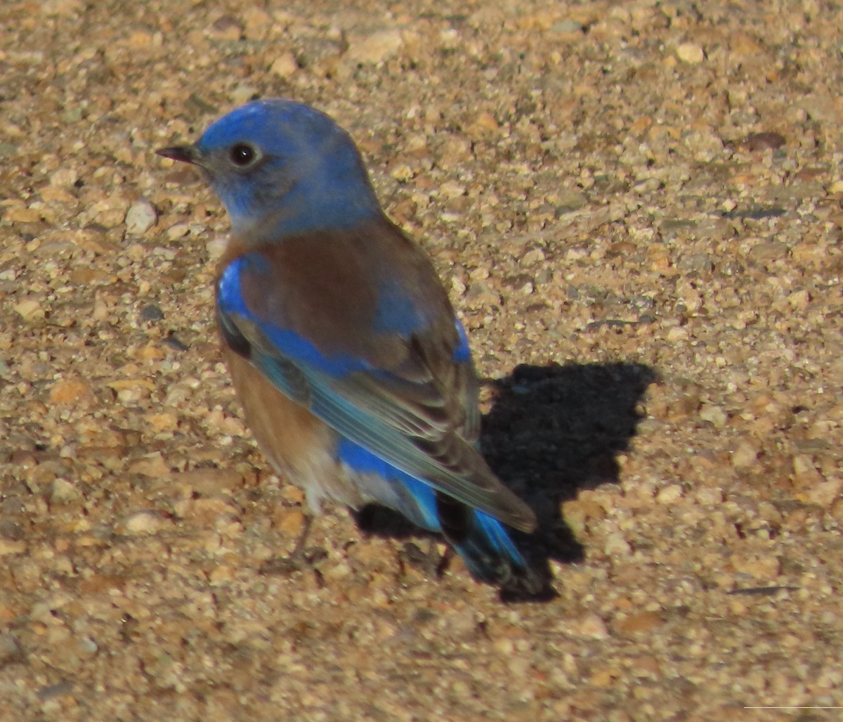 Western Bluebird - Byron Greco