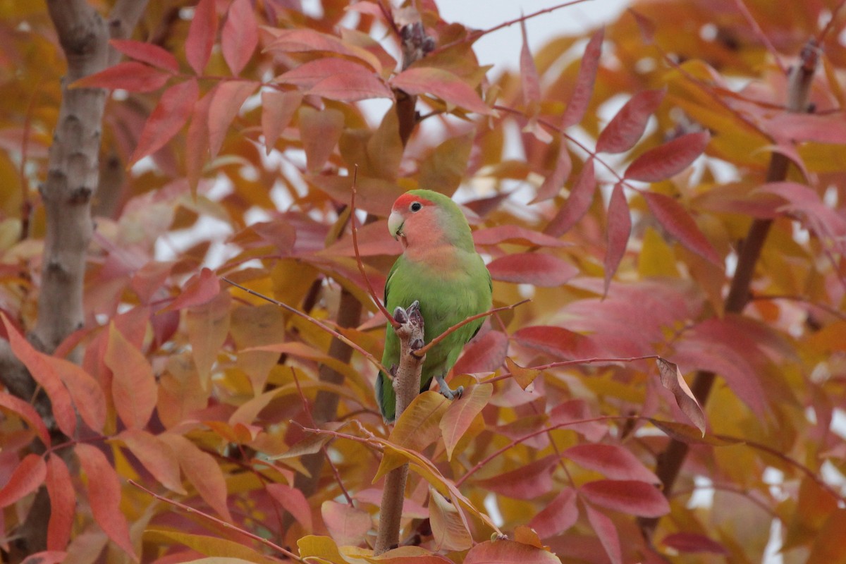 Rosy-faced Lovebird - Donna Bragg