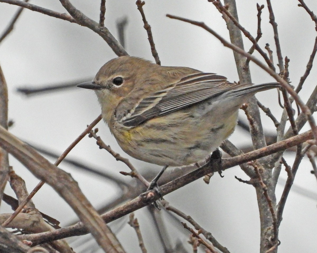 Yellow-rumped Warbler - ML614249700