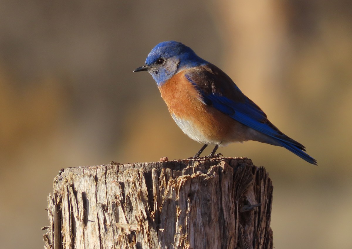 Western Bluebird - Byron Greco