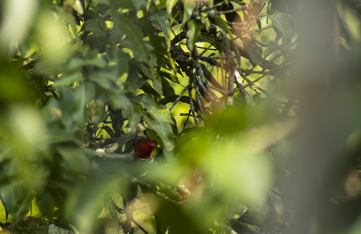 Summer Tanager - Beatriz Sánchez Portillo