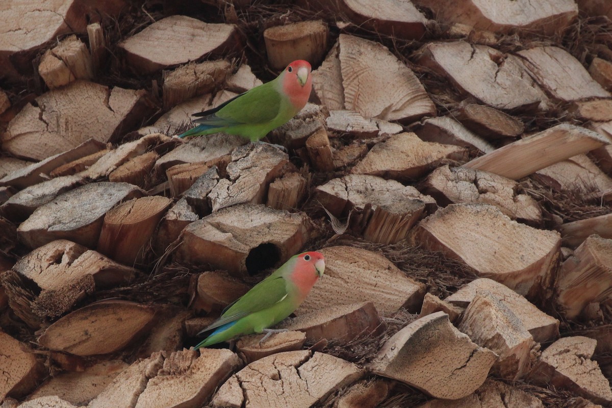 Rosy-faced Lovebird - ML614249754