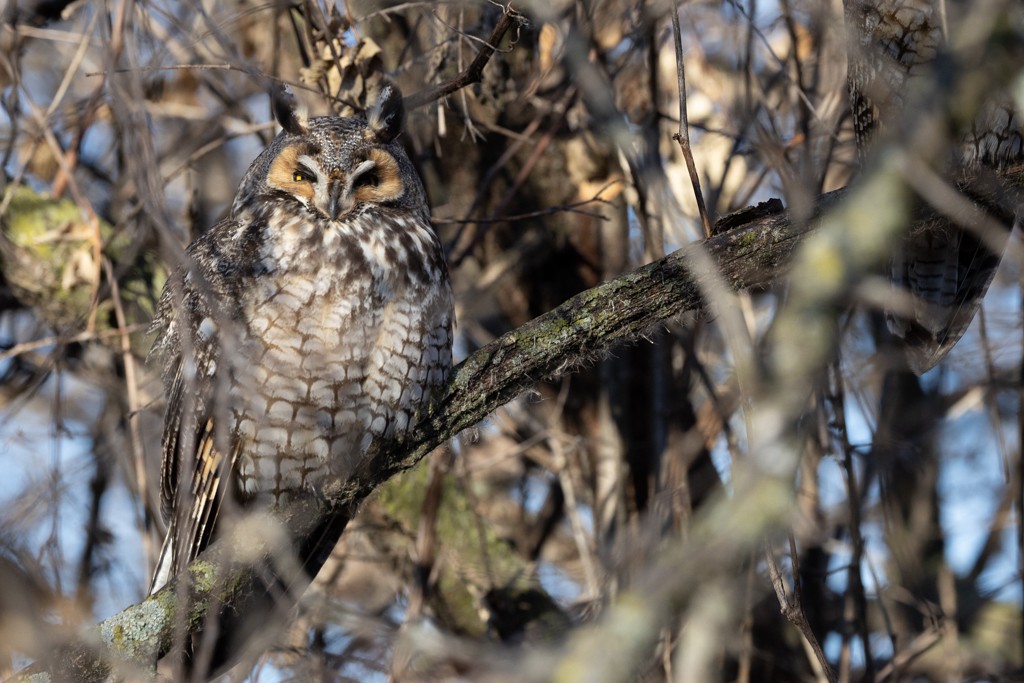 Long-eared Owl - Sherman Garnett