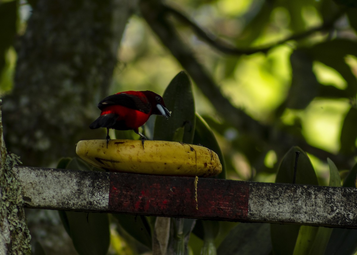 Crimson-backed Tanager - ML614249833