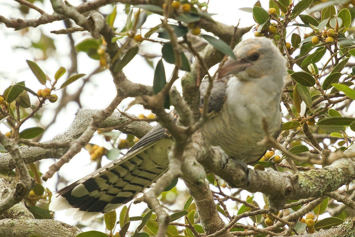 Channel-billed Cuckoo - ML614249854