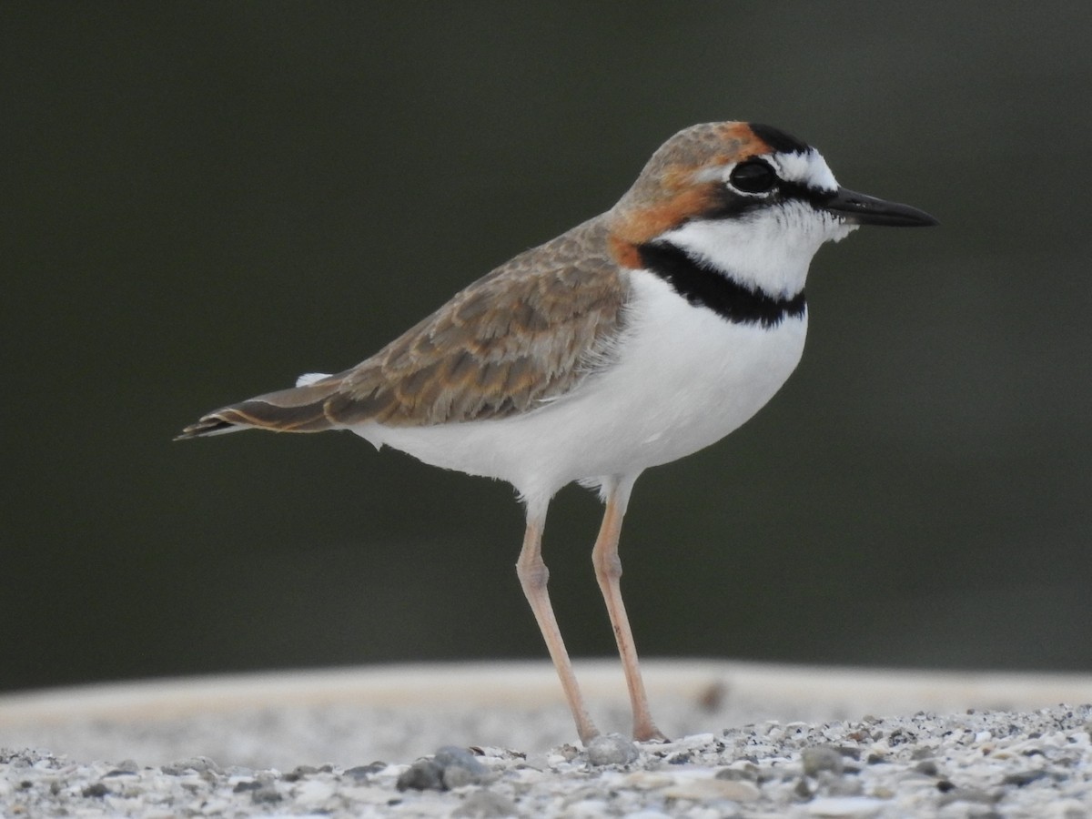 Collared Plover - ML614249863