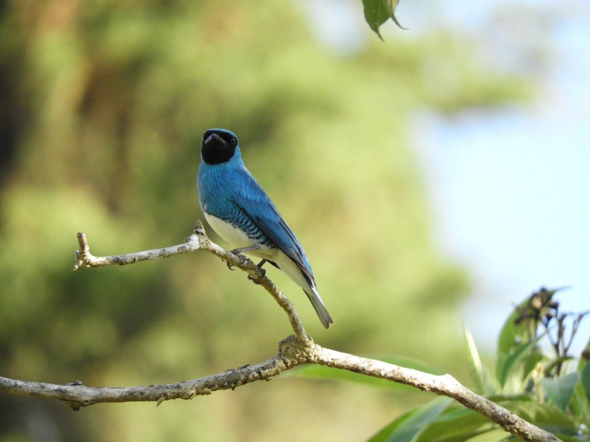 Tangara Golondrina - ML614249868