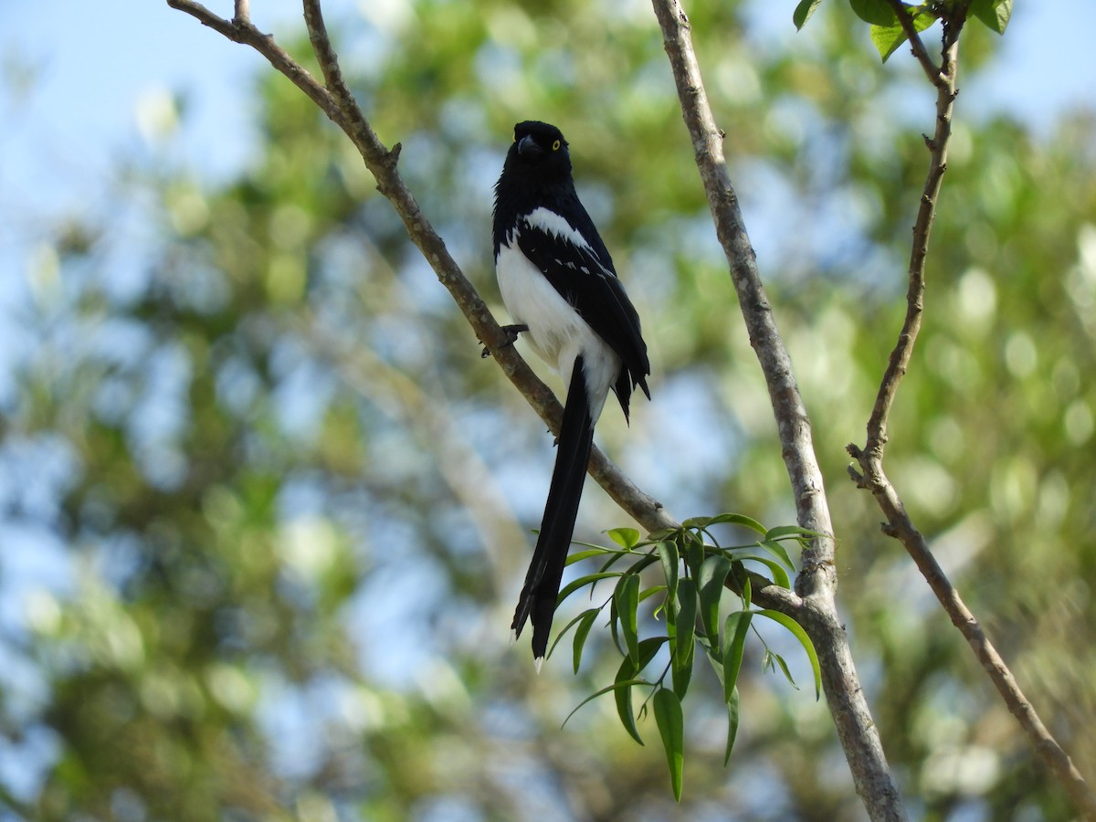 Magpie Tanager - Glenn Barrett