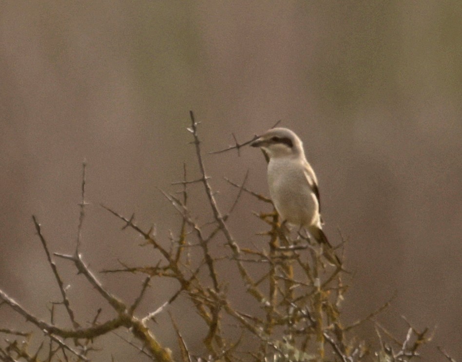 Northern Shrike - Norman Barrett