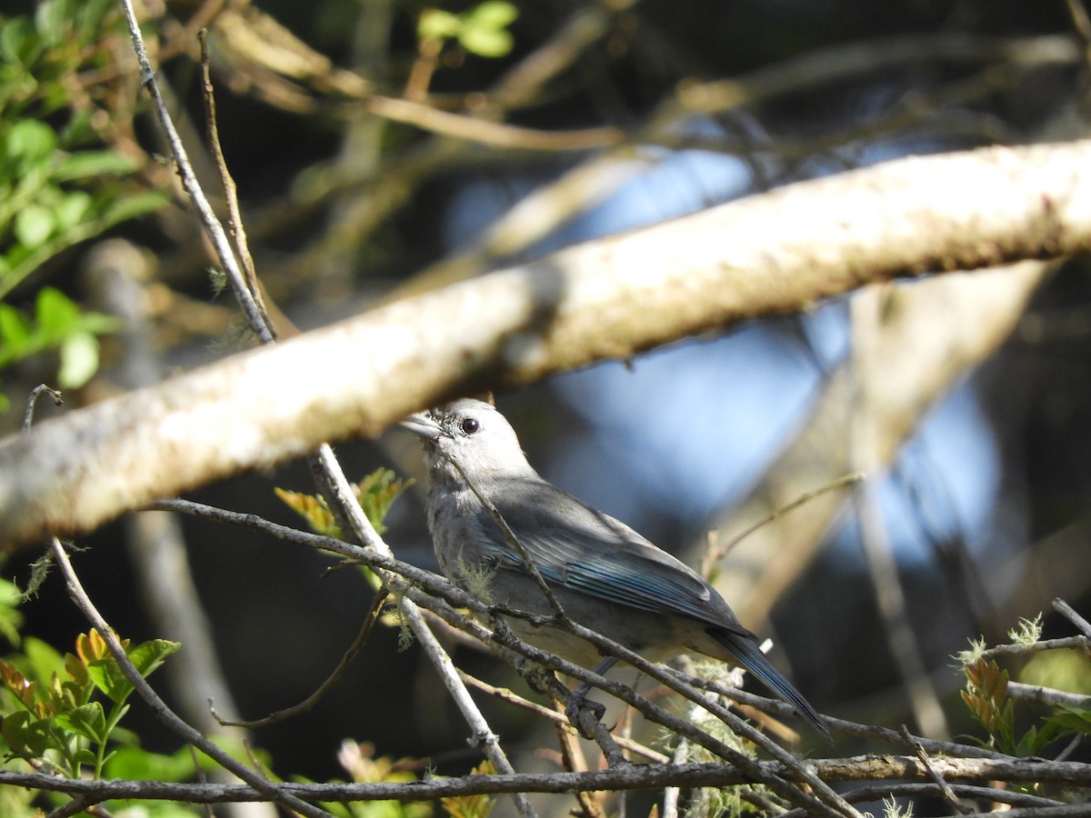 Sayaca Tanager - ML614249899