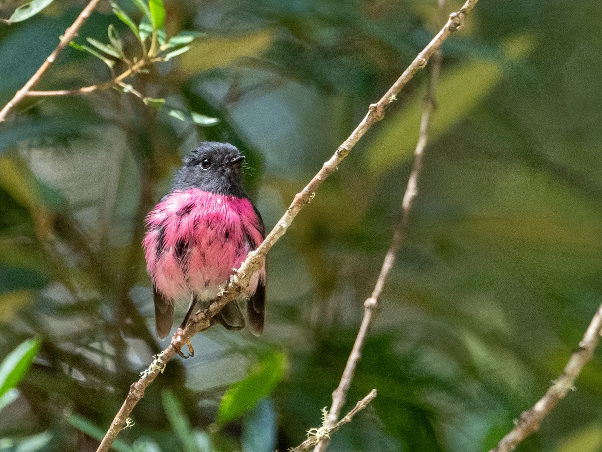 Pink Robin - ML614249966