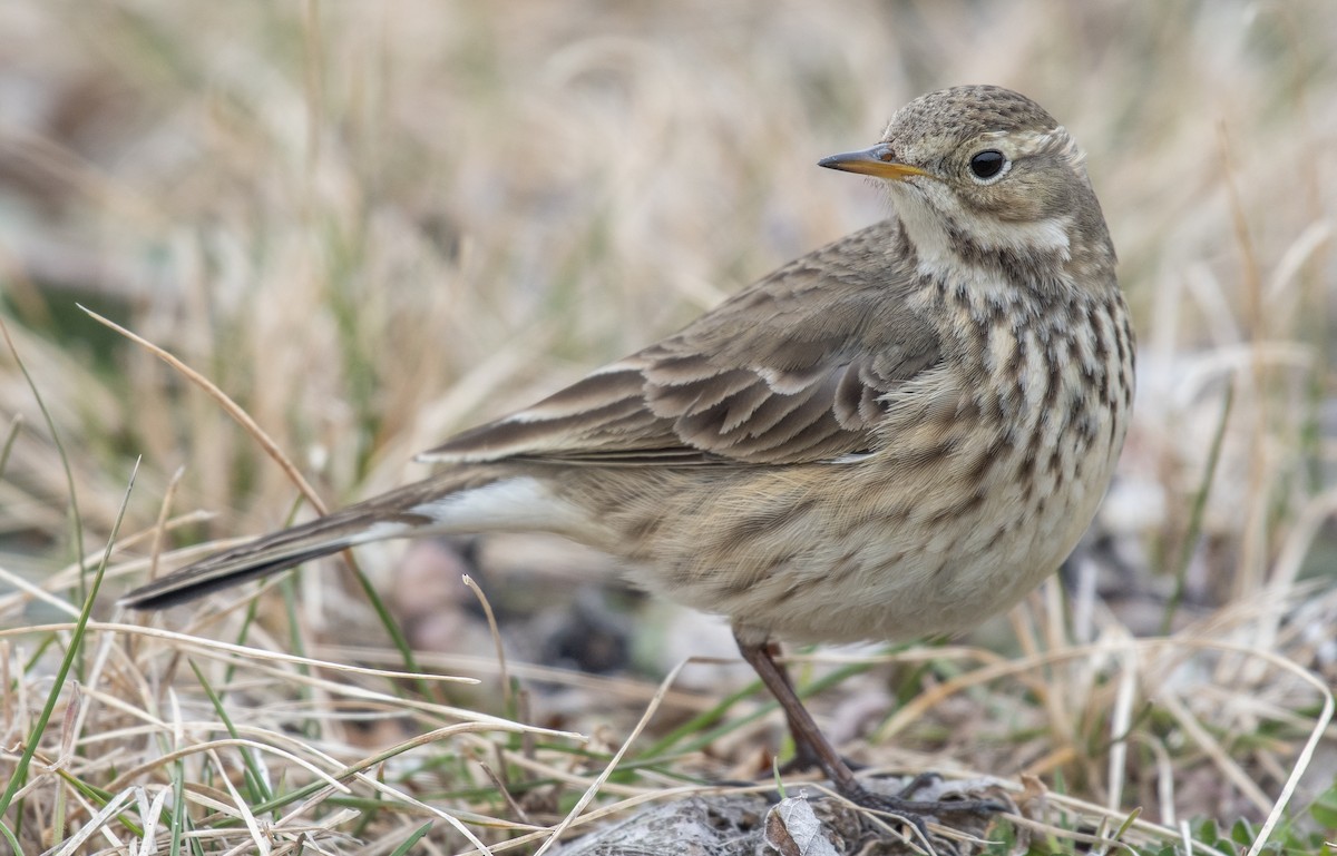 American Pipit - Dave DeSarno