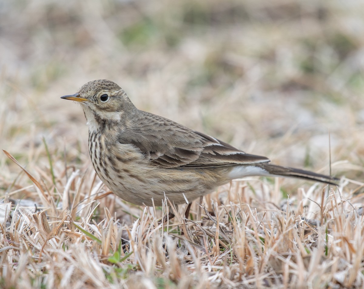 American Pipit - Dave DeSarno