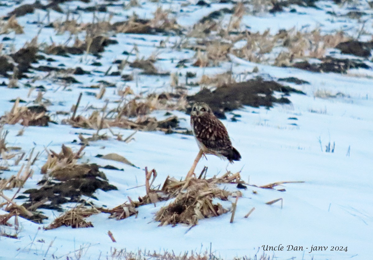 Short-eared Owl - ML614250050