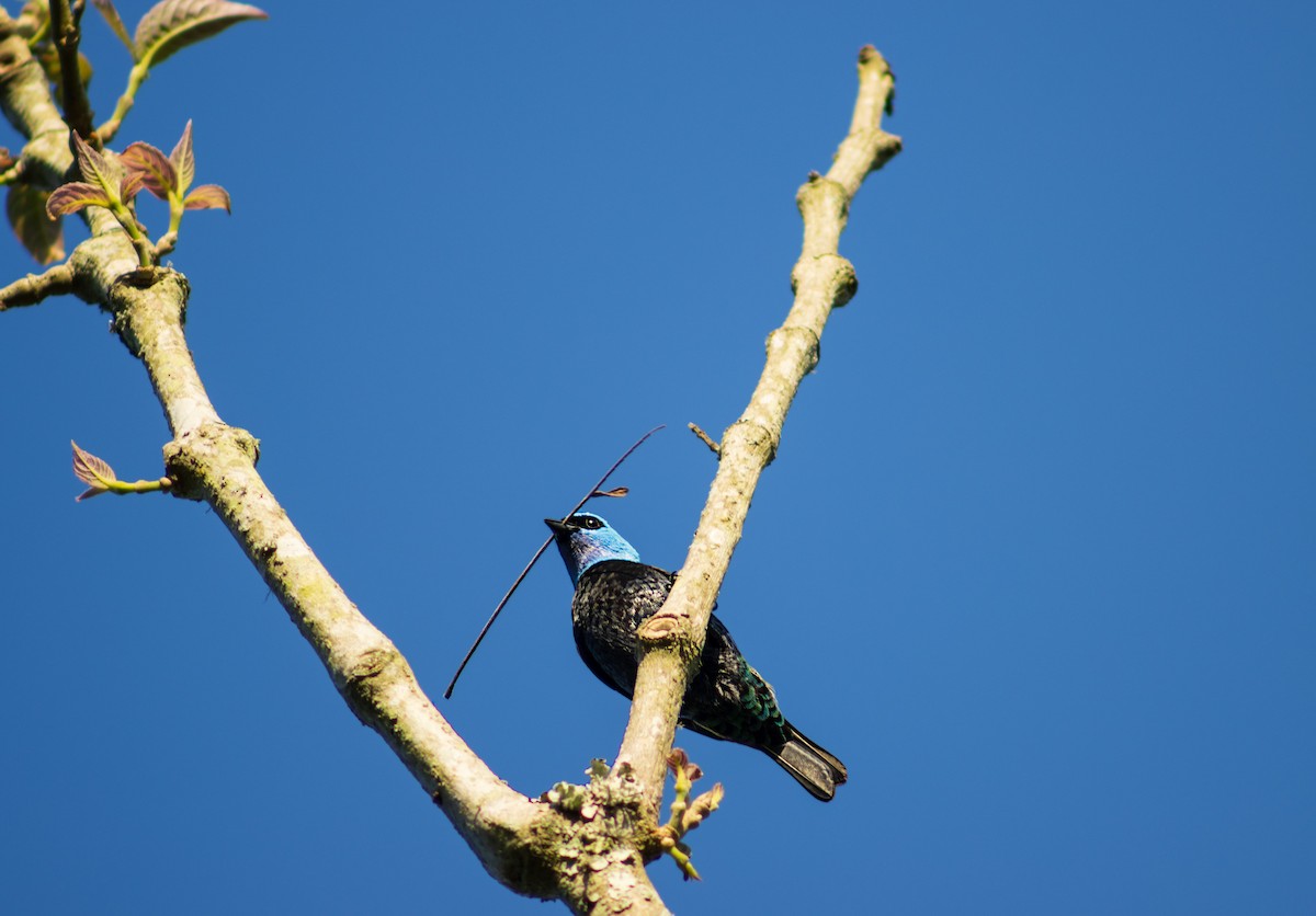 Blue-necked Tanager - ML614250107