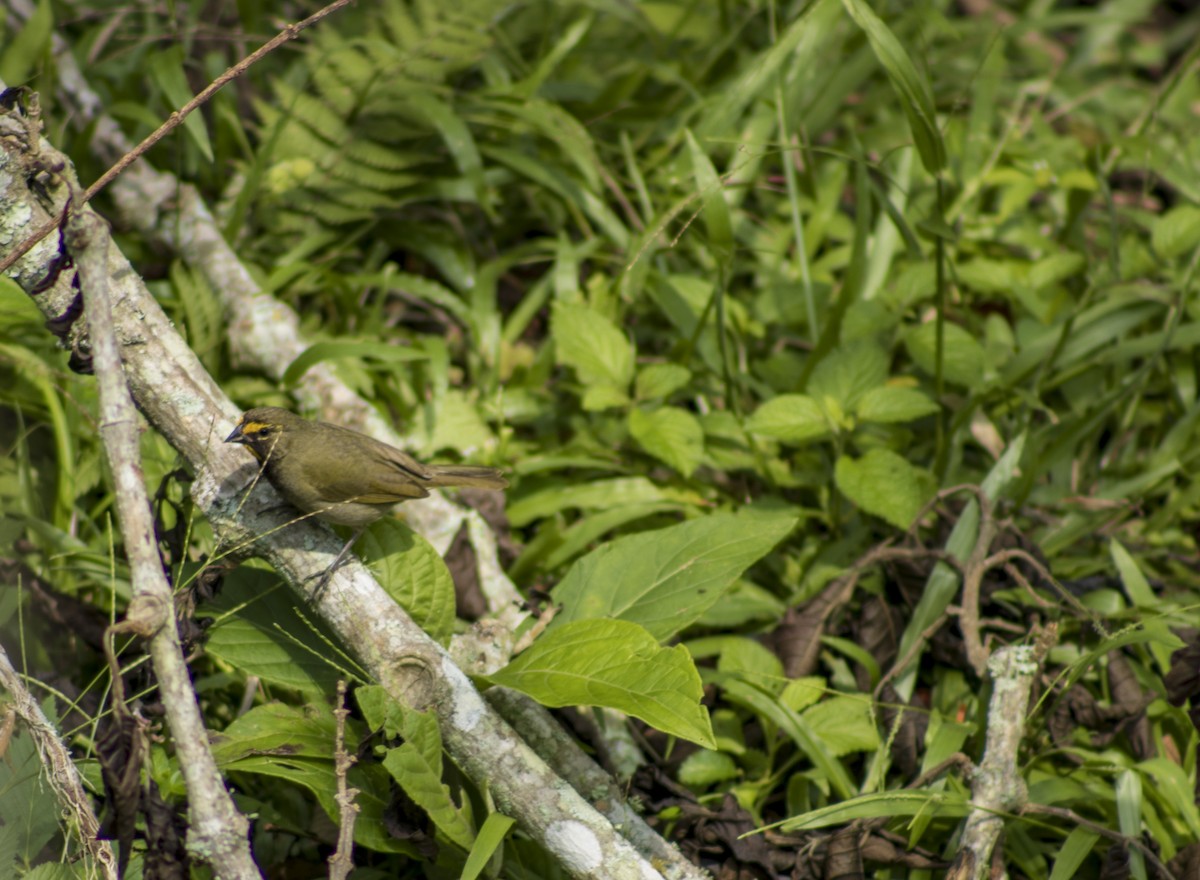 Yellow-faced Grassquit - ML614250112