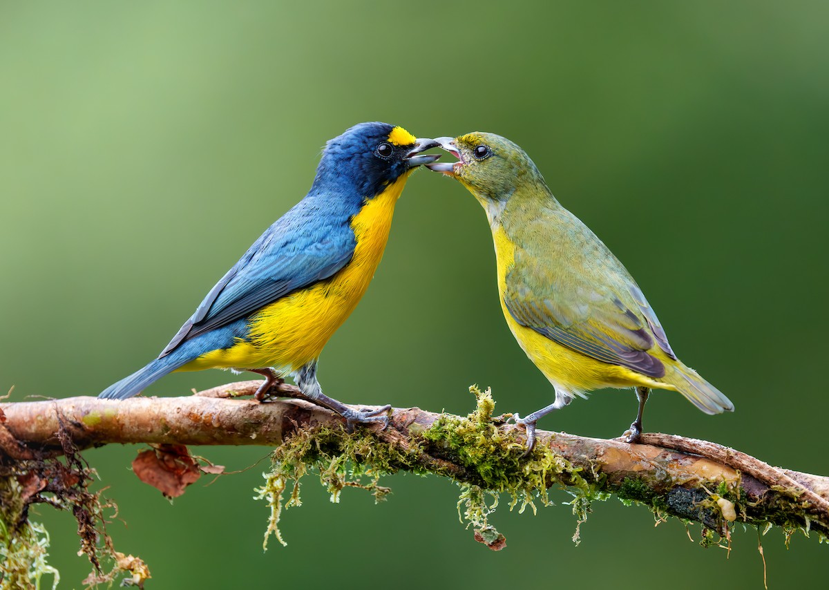 Yellow-throated Euphonia - ML614250124