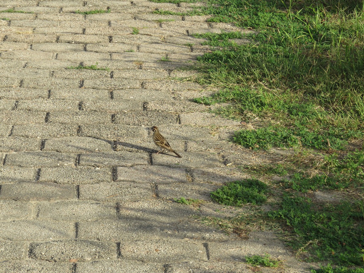 Lark Sparrow - ML614250147