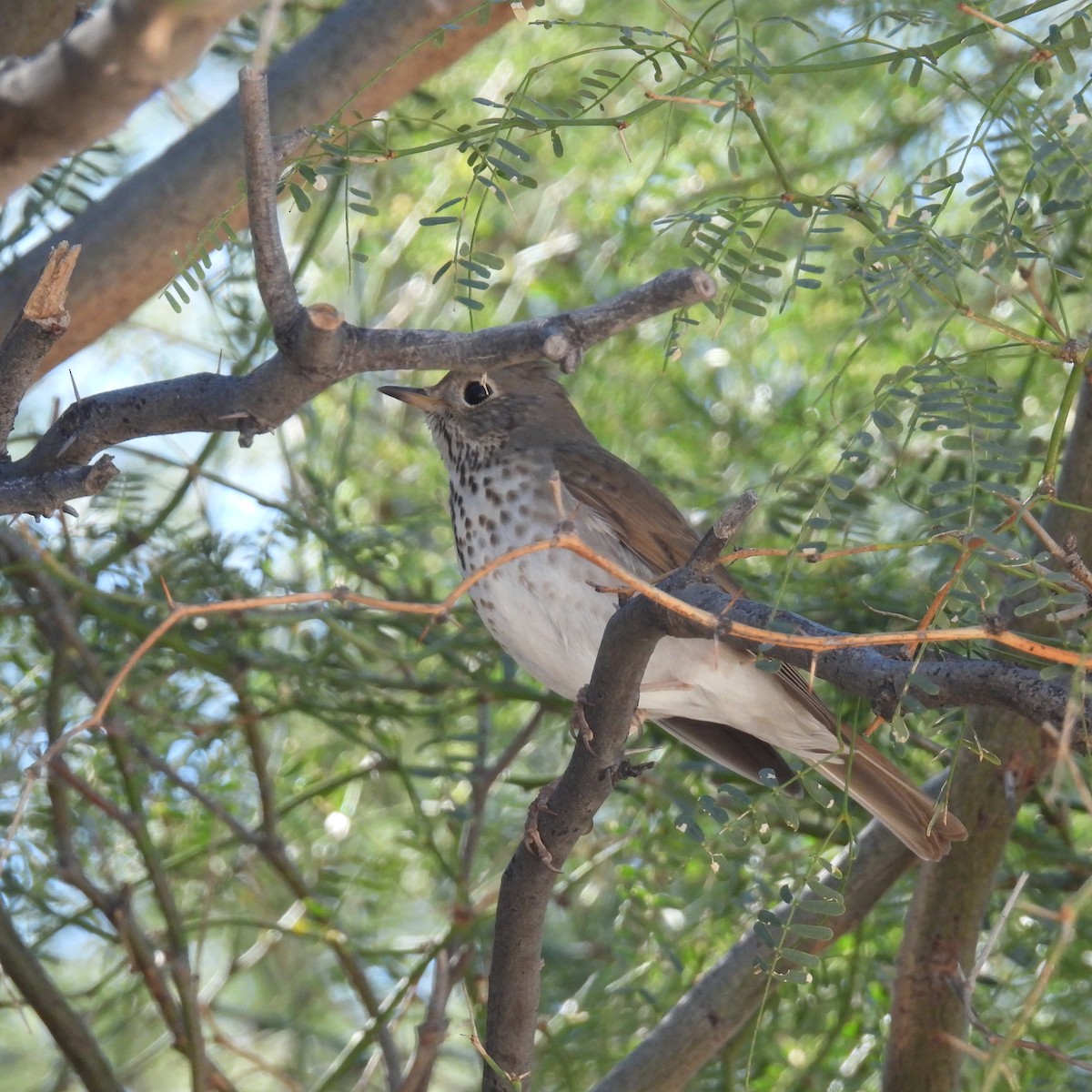 Hermit Thrush - George&Mary Flicker